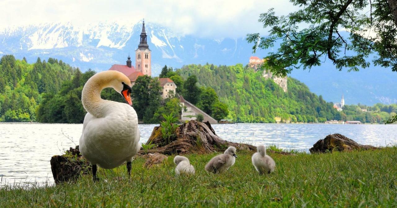Apartma As Bled Esterno foto